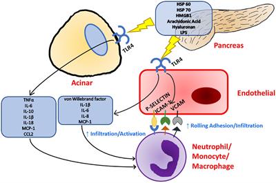 Toll-like receptor 4 in pancreatic damage and immune infiltration in acute pancreatitis